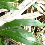 Angraecum calceolus पत्ता