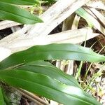 Angraecum calceolus Leaf