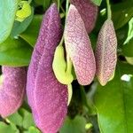 Aristolochia littoralisപുഷ്പം