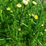 Tripleurospermum inodorumFlower