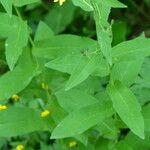 Hieracium prenanthoides Hostoa