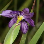 Sisyrinchium halophilum Blomst