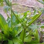 Eryngium foetidum Leaf