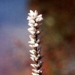 Aletris farinosa Blomma