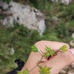 Bupleurum baldense Flower