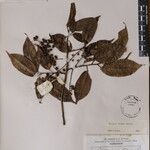 Prunus undulata その他の提案