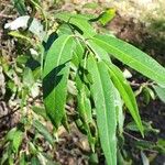 Salix bonplandiana Листок