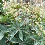 Ricinus communisList