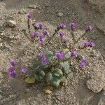 Phacelia calthifolia Habitatea