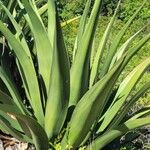 Agave sisalanaBlad