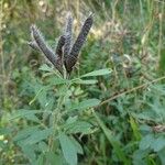 Cytisus supinus Fruit