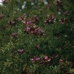 Polygala longicaulis Habit