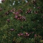 Polygala longicaulis Hábito