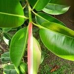 Ficus elastica Blatt
