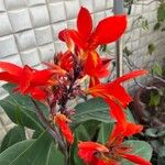 Canna × hybrida Blüte