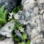 Saxifraga rotundifoliaFlower