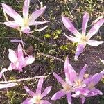 Colchicum montanum Цвят