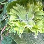 Corylus americana Fruit