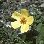 Kallstroemia grandiflora Çiçek