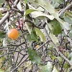 Malus prunifolia Fruit