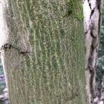 Acer platanoidesBark