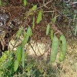 Vachellia etbaica Fruto