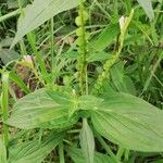 Spigelia anthelmia Fruto