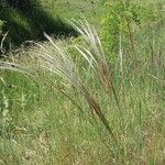 Stipa tirsa