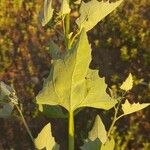 Atriplex sagittata Leaf