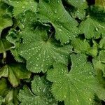 Alchemilla mollis Liść