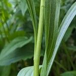 Echinacea paradoxa Écorce