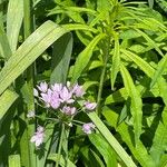 Allium unifolium Flower