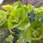 Euphorbia hirsuta Flower