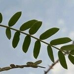 Prosopis cineraria Leaf