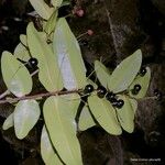Syzygium lecardii Hábito