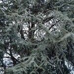 Cedrus atlantica Облик