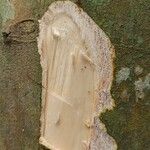 Sparrea gomphophylla Rinde