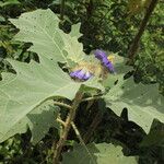 Solanum crinitum Habitus