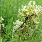 Dactylis glomerata Voninkazo