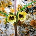 Scrophularia trifoliata Flower