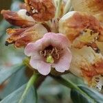 Rhododendron arizelum Flower