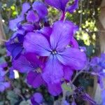 Lunaria annua Flower