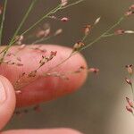 Panicum simile Flower