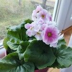 Primula obconica Žiedas