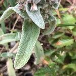 Stachys cretica Blad