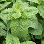 Mentha × villosa Hostoa