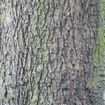 Quercus canariensis Bark