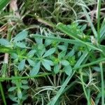 Galium saxatile Foglia