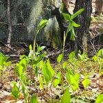 Uvularia sessilifolia 整株植物