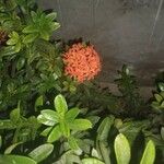 Ixora chinensis Квітка